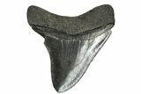 Serrated, Fossil Megalodon Tooth - Georgia #151509-2